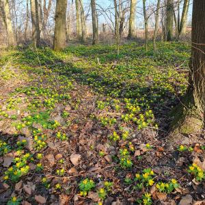 Annelies 02 Winteraconietjes in Flevopark